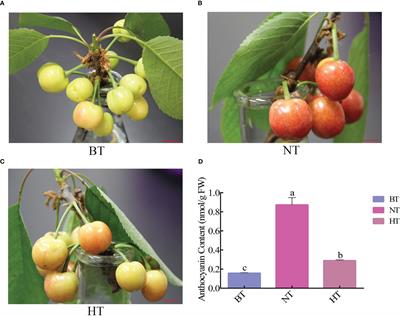 High temperature inhibited the accumulation of anthocyanin by promoting ABA catabolism in sweet cherry fruits